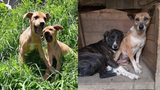 Asociaciones que rescatan perros en Guatemala