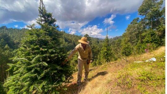 Pequeños productores de pinabete trabajan desde hace varios años en el cuidado de la especie