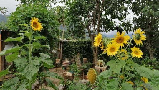 Xunah Kaab Guatemala