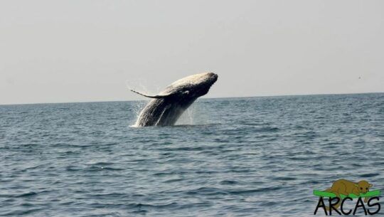 Aavistamiento de ballenas Guatemala