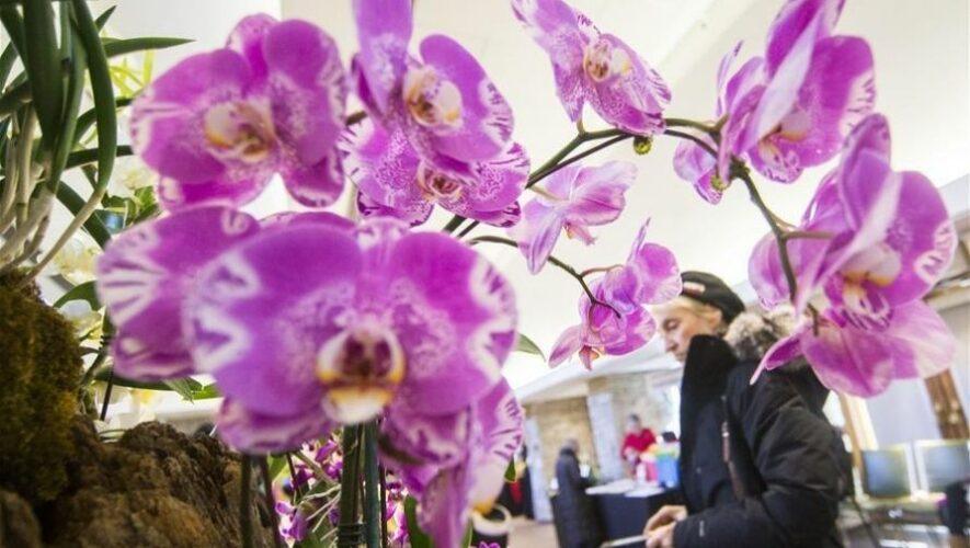 Exposici&oacute;n Nacional de Orqu&iacute;deas de Guatemala | Marzo 2022