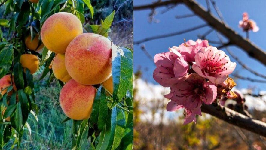 Tour de Floraci&oacute;n del Melocot&oacute;n en Huerto El Coloso, Quetzaltenango | Febrero 2022