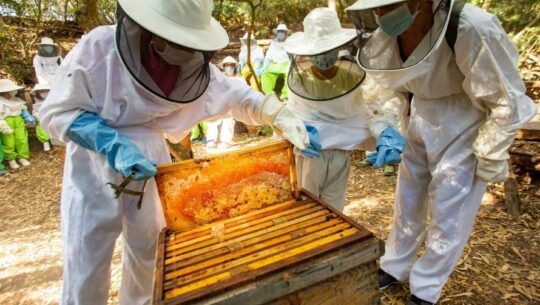 Tour de abejas en la Finca Palo Blanco de San José Pinula