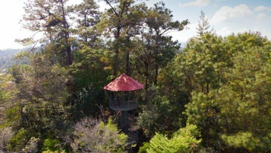 El nuevo mirador en medio del bosque para observar aves dentro de Orquigonia, Cobán