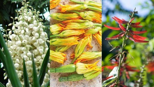 Flores comestibles de la gastronomía guatemalteca
