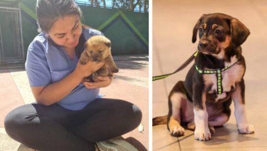 Novena feria de adopción de mascotas en Ciudad de Guatemala