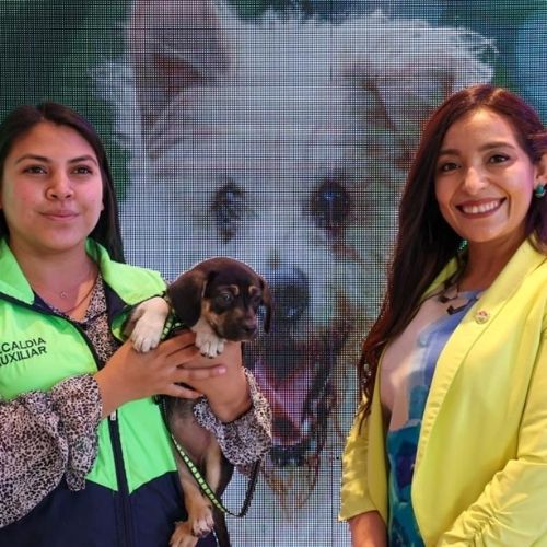 feria de adopcionesCiudad de Guatemala