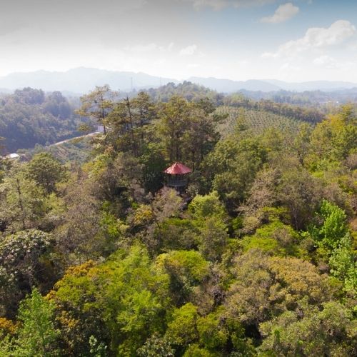 nuevo mirador en medio del bosque para observar aves dentro de Orquigonia