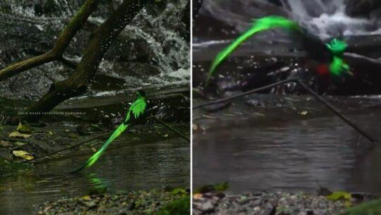Avistamiento de quetzales en mañantial Guatemala
