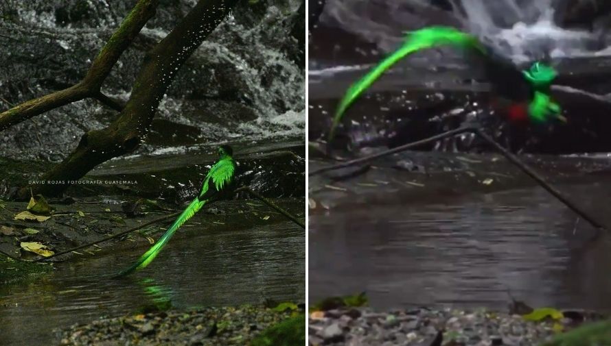 Avistamiento de quetzales en mañantial Guatemala