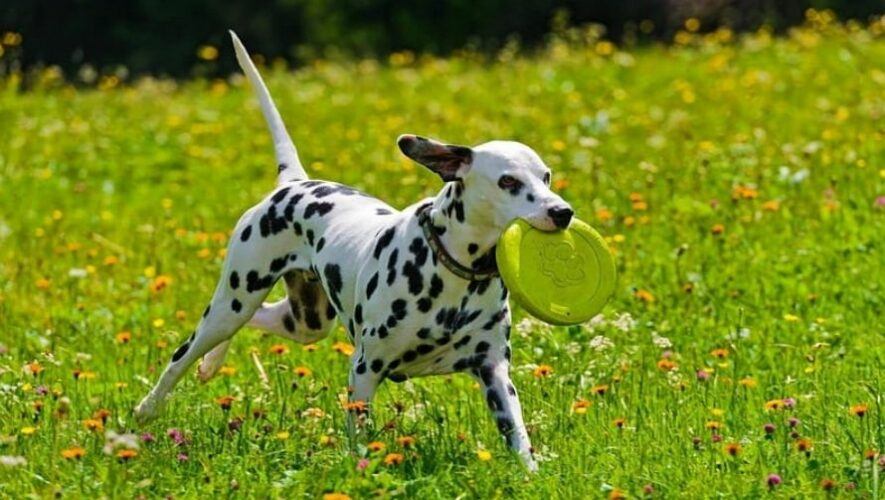 Festival de perros d&aacute;lmatas en la Ciudad de Guatemala | Abril 2022