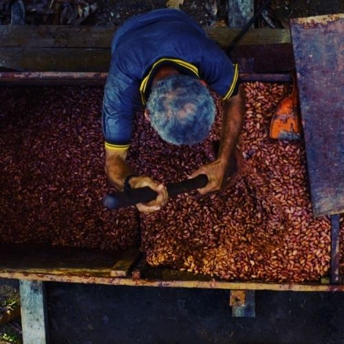 Finca guatemalteca La Cruz ganó la medalla de oro del Cocoa of Excellence Awards