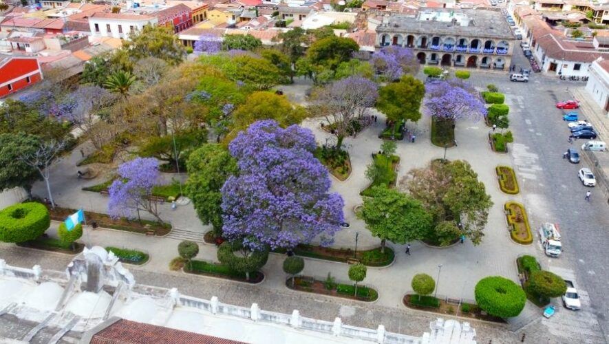 Fotos de los impresionantes árboles de jacarandas en Guatemala 2022
