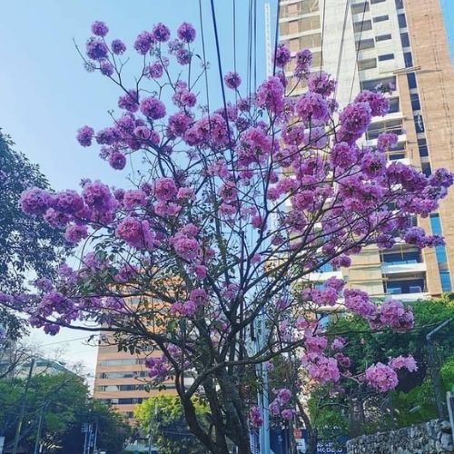 Jacarandas en guatemala