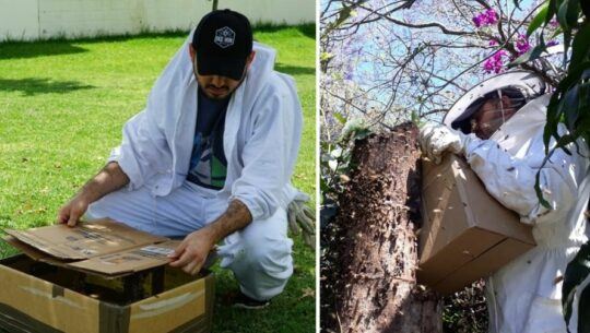 Día mundial de las abejas en Guatemala BeeHUb