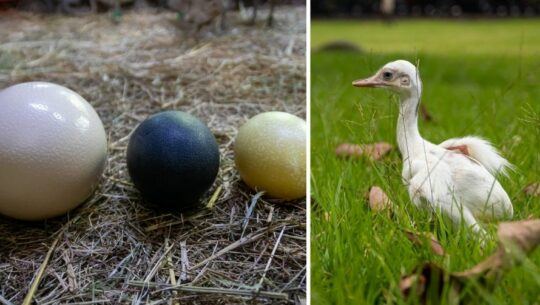 Las nuevas crías de Ñandú que nacieron en el Zoológico La Aurora