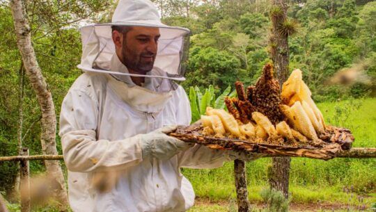 Tour de la abeja en Guatemala apicultura abejas polinizadoras 2022