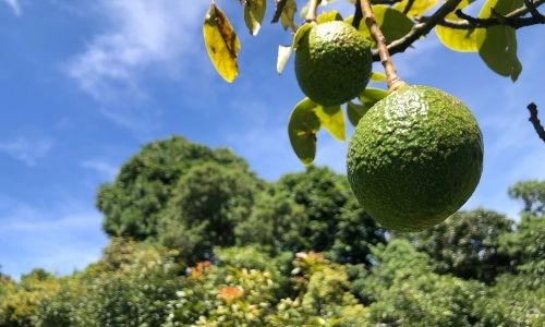 Tour del aguacate en Guatemala (2)