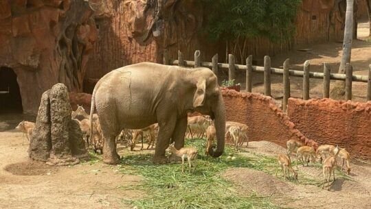 Trompita ayudó a rescatar a un antílope Zoo La Aurora Guatemala