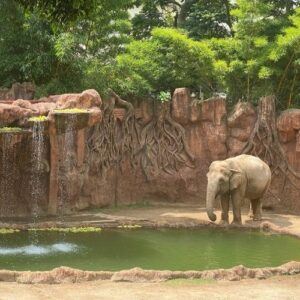 Trompita elefante de Zoo La Aurora Guatemala