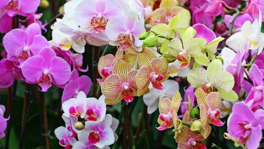 Exposici&oacute;n nacional de orqu&iacute;deas en San Juan del Obispo | Junio 2022