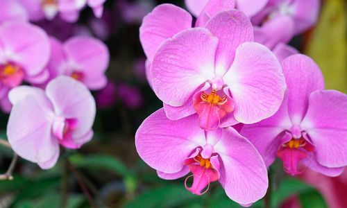 Exposición nacional de orquídeas en San Juan del Obispo Junio 2022 (2)
