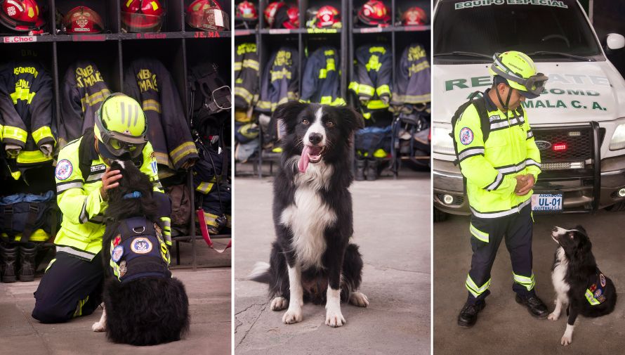 Los Perros Ayudan A Los Bomberos