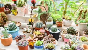 Congreso Latinoamericano de Cactus y Suculentas en Guatemala | Julio 2022