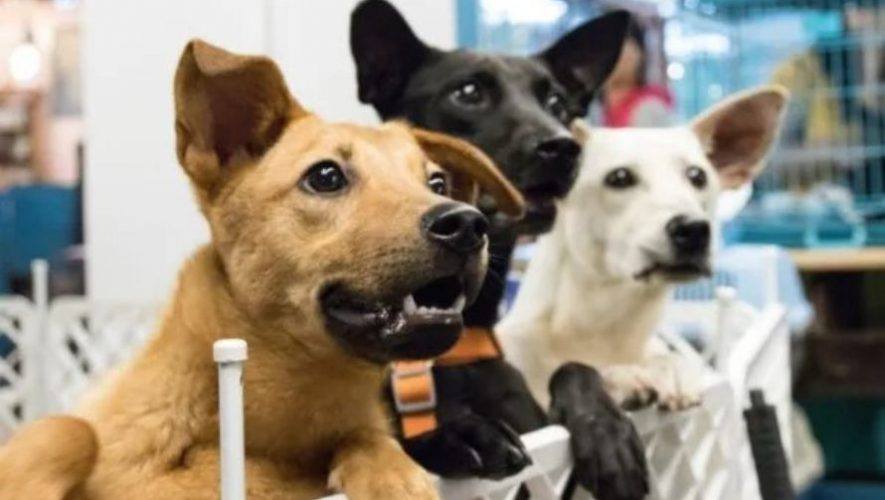 Jornada de adopci&oacute;n de perros y gatos en Sankris Mall | Julio 2022
