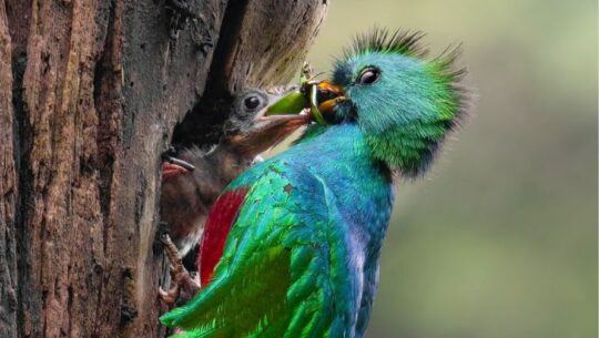 Quetzal macho da de comer a su cría Andrés Novales