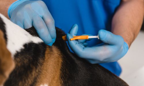 Jornada de implantación de microchip en Dog Park de San Cristóbal (1)