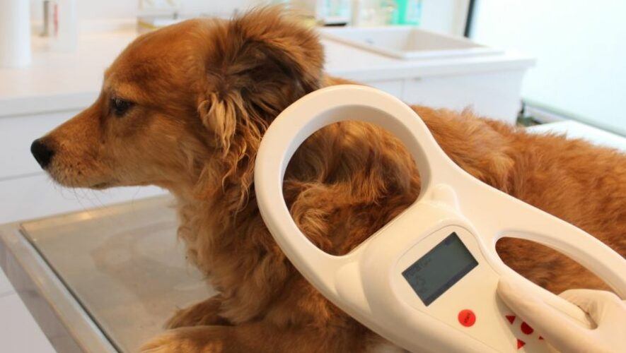 Jornada de implantaci&oacute;n de microchip en Dog Park de San Crist&oacute;bal | Julio 2022