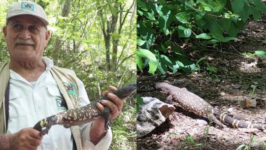 Liberan a un Heloderma en un área protegida de Zacapa