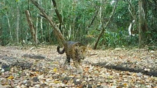 Captan el avistamiento de un jaguar negro caminando en la selva de Guatemala