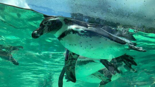 Charly Pops nuevo pinguino en Zoo La Aurora Guatemala
