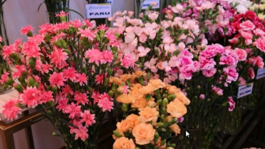 Congreso de Plantas Ornamentales, Follajes y Flores, agosto 2022