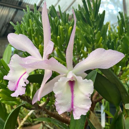 Exposición Nacional de Orquídeas de Invierno