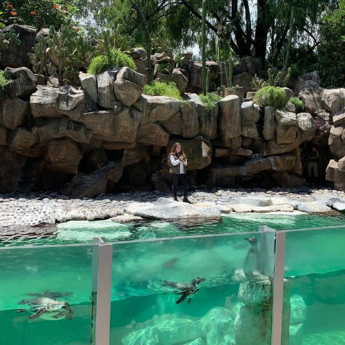 Nuevo pinguino bebe en la Aurora