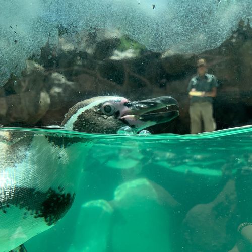 Zoo La Aurora nuevo pinguino Guatemala