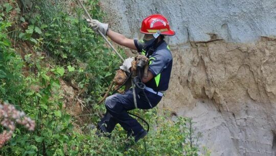 Bomberos guatemaltecos rescataron a perrita que se encontraba en el fondo de un barranco