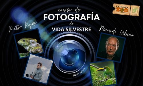 Curso de Fotografía de Vida Silvestre en Ciudad de Guatemala 2022