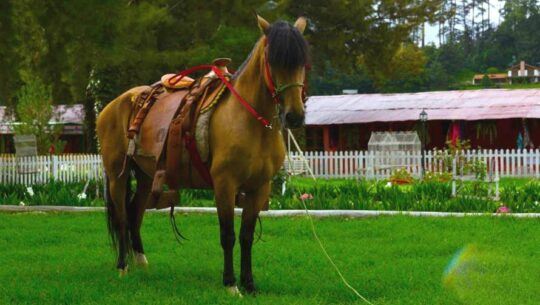 Exhibición de caballos en Guatemala Septiembre 2022