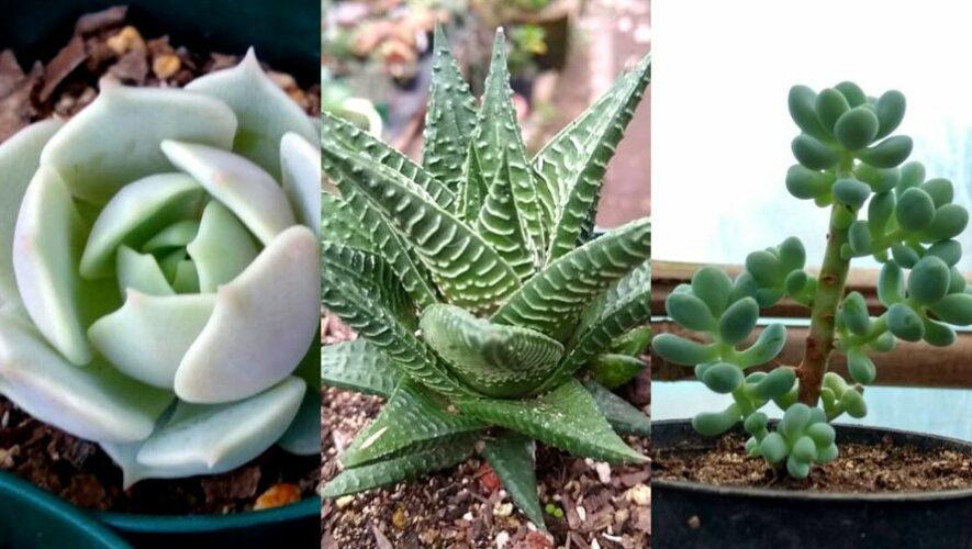 Exposici&oacute;n de cactus y suculentas en Ciudad de Guatemala | Septiembre 2022