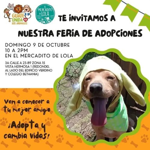 Feria de adopciones de perros y gatos en Ciudad de Guatemala 2022