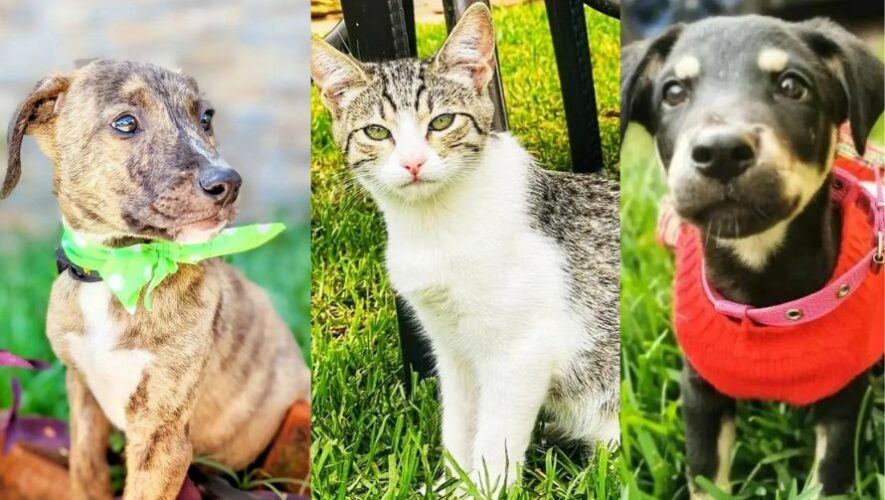 Feria de adopciones de perros y gatos en Ciudad de Guatemala | Octubre 2022