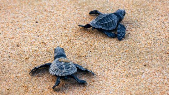 Liberación de tortugas en Monterrico Octubre 2022