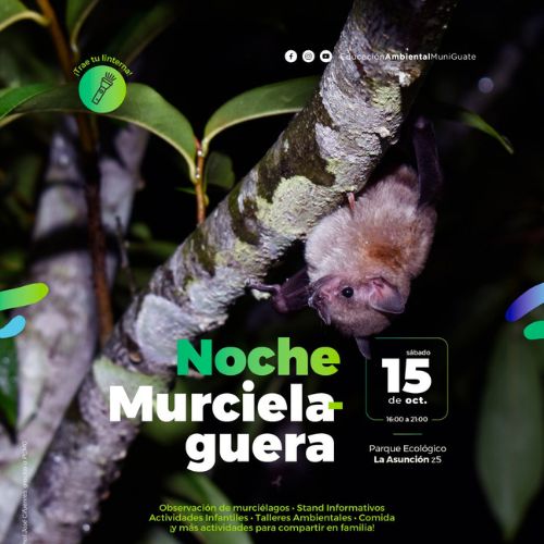 Noche de observación de murciélagos en Guatemala 2022