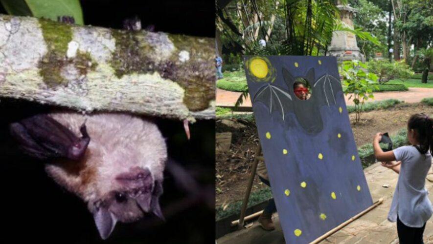 Noche de observaci&oacute;n de murci&eacute;lagos en Guatemala | Octubre 2022