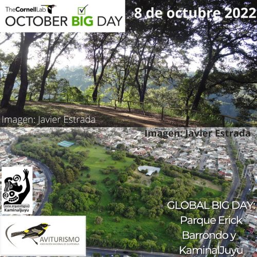 Observación de aves en Ciudad de Guatemala por el Global Big Day