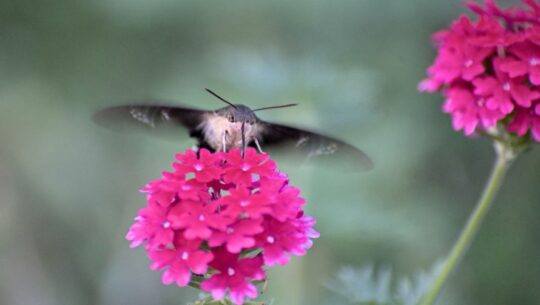 Rony Rodríguez captó impresionantes imágenes de una mariposa colibrí en Petén